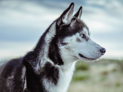 Husky syberyjski