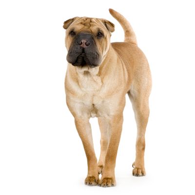 Shar pei