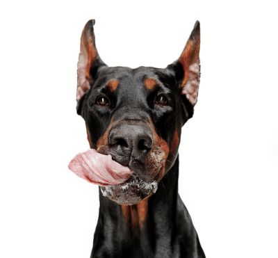 Doberman