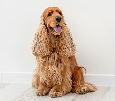 Cocker Spaniel