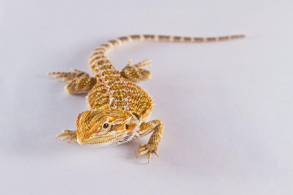 Agama Brodata Agama Brodata