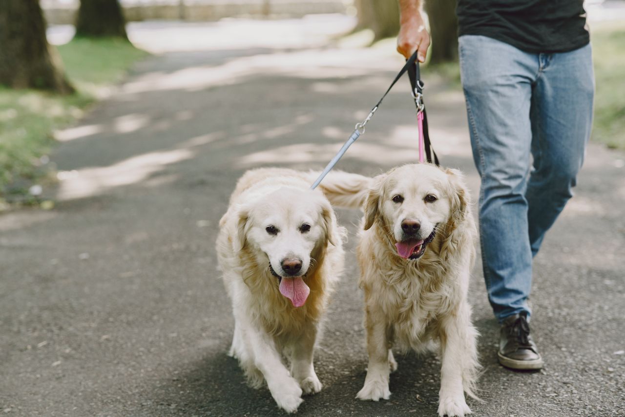 Golden Retrievery na smyczy