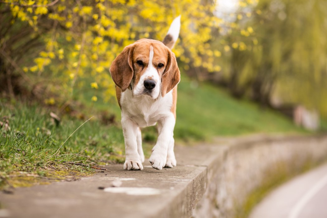 Beagle na spacerze