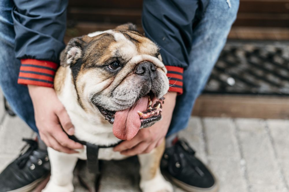 Zdrowie Buldoga Angielskiego