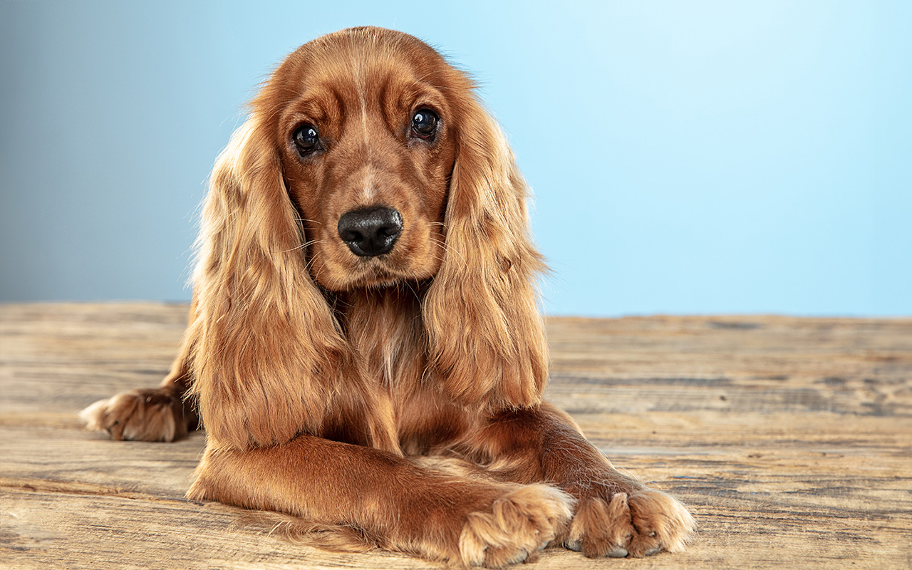 Cocker Spaniel