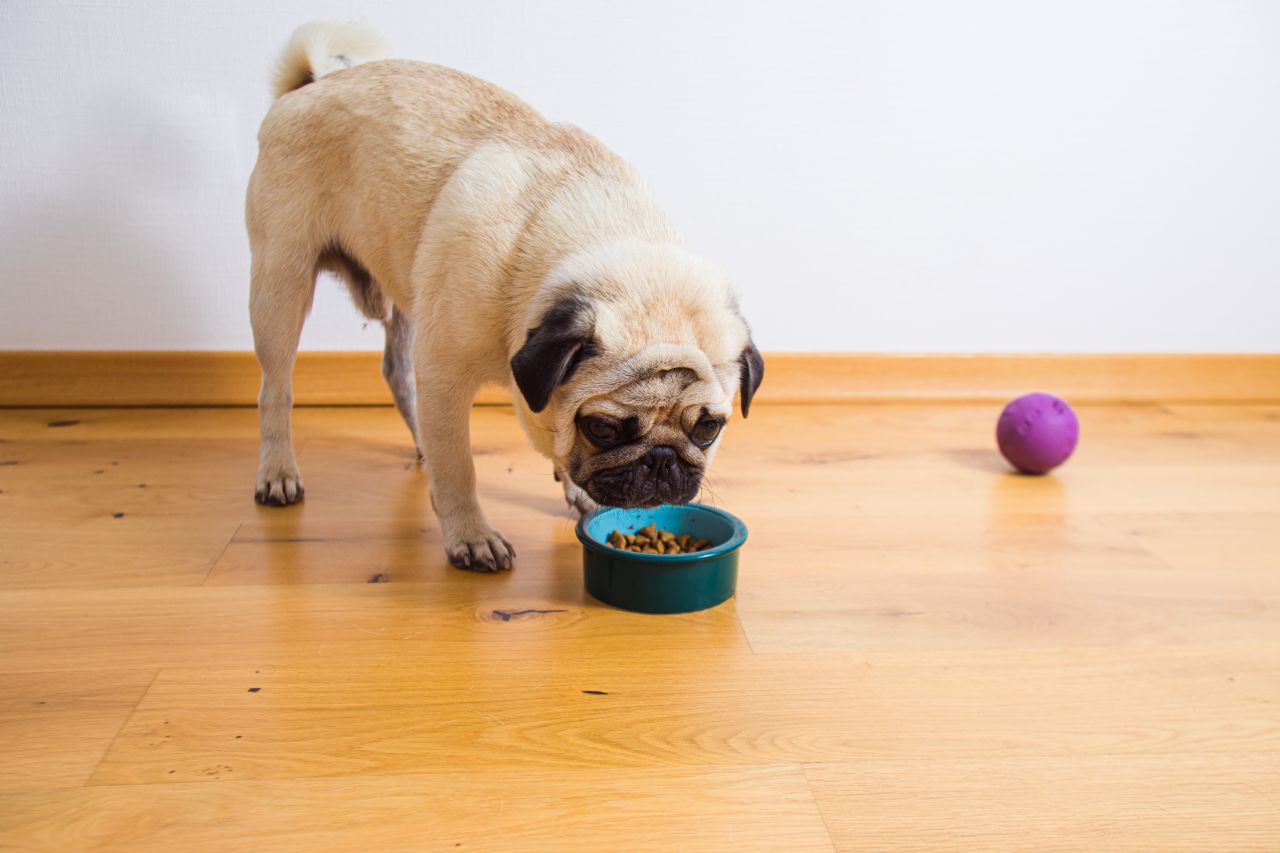 Dieta Mopsa. Jaka jest najlepsza?