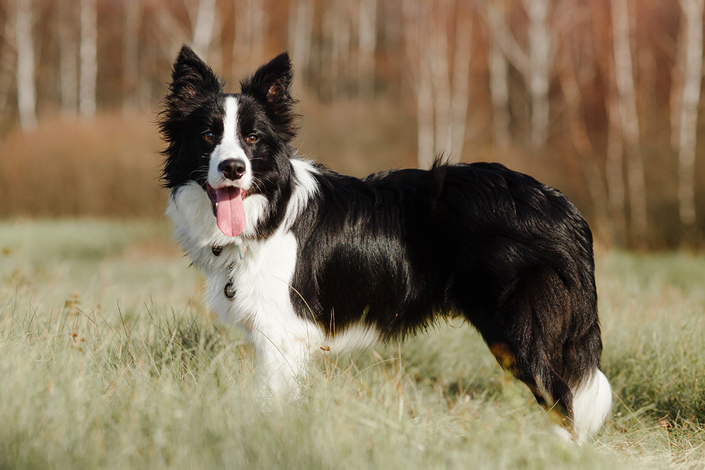 Border Collie