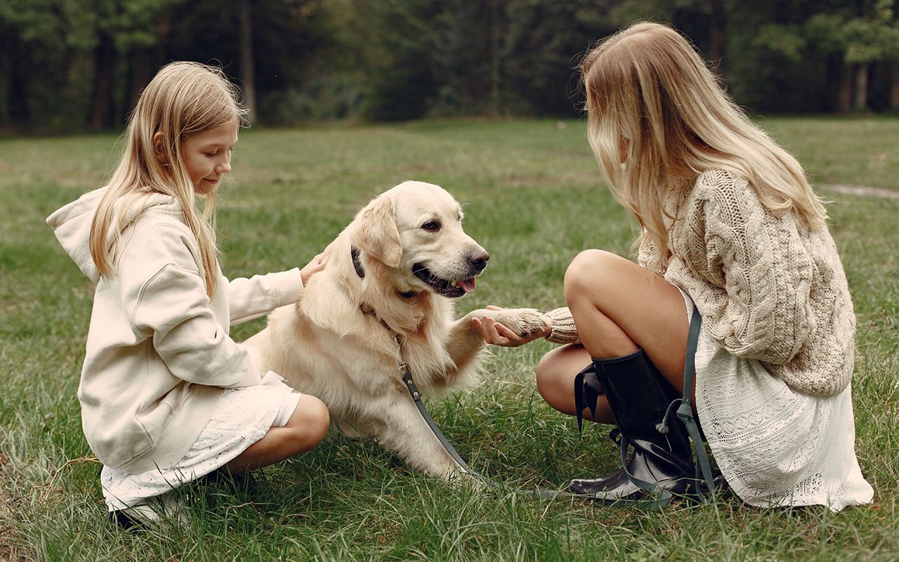 Golden Retriever z rodziną