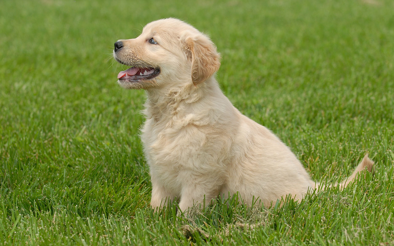 Szczeniak Golden Retrievera