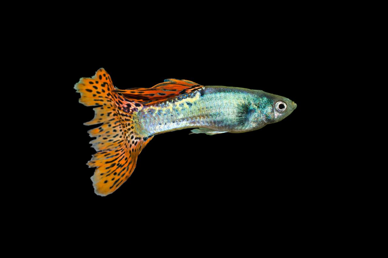 Samiec Gupika o ubarwieniu metalicznym na ciemnym tle