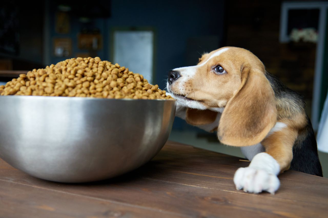 Szczeniak jedzący karmę z miski - żywienie juniora