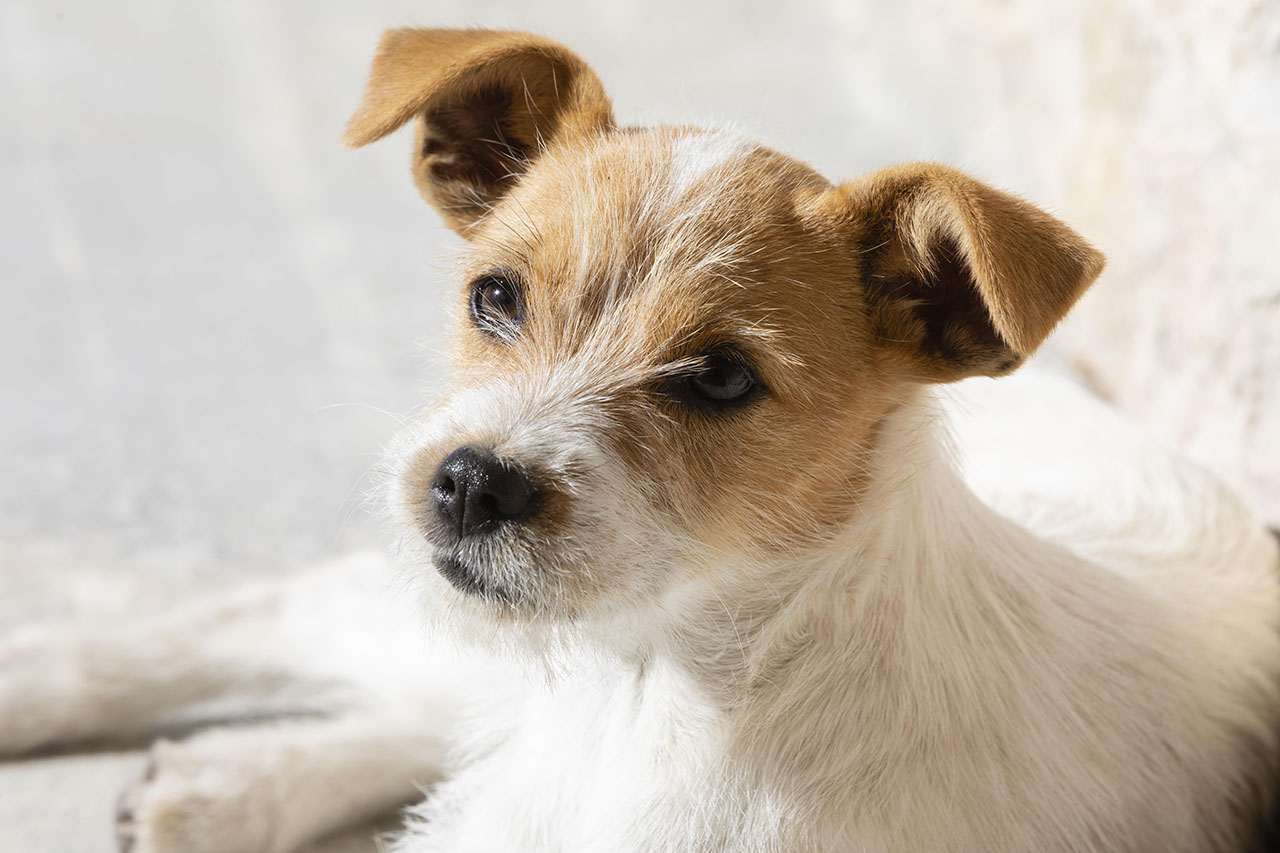 Szczeniak Jack Russell Terrier