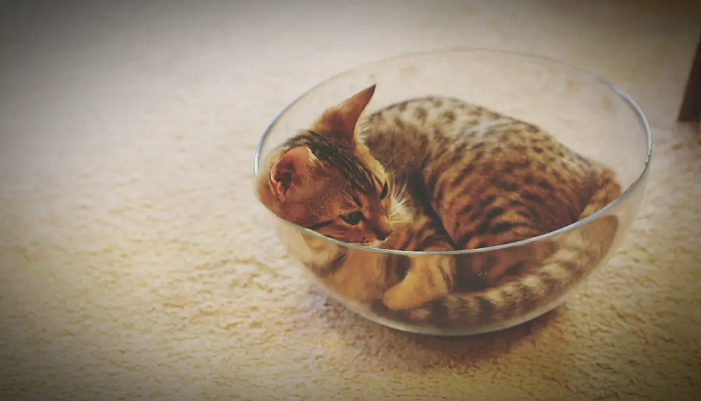 Rudy kot zwinięty w przezroczystej szklanej misce