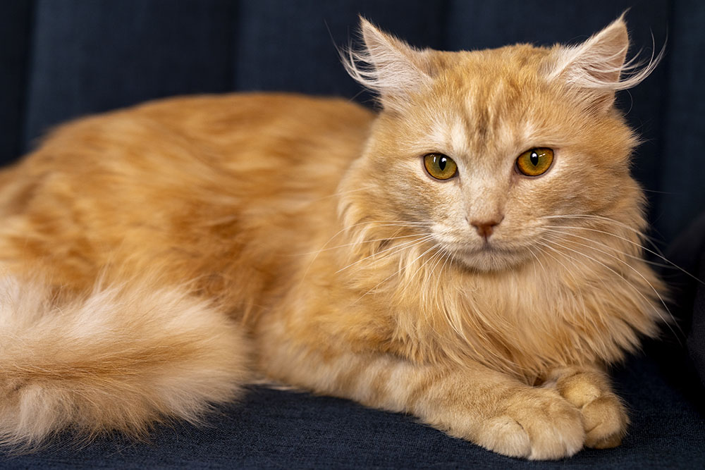 Kot Maine Coon