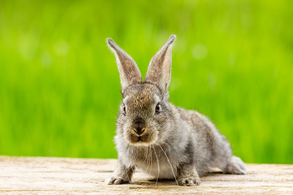 Wzbogacenie diety królika
