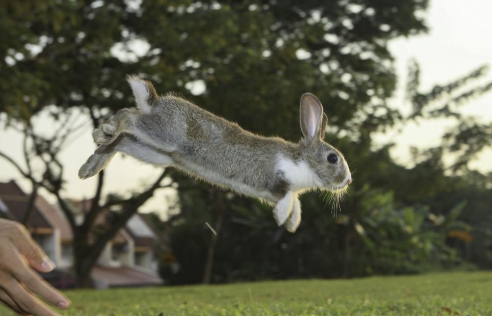 Szary królik w dynamicznym skoku na trawie