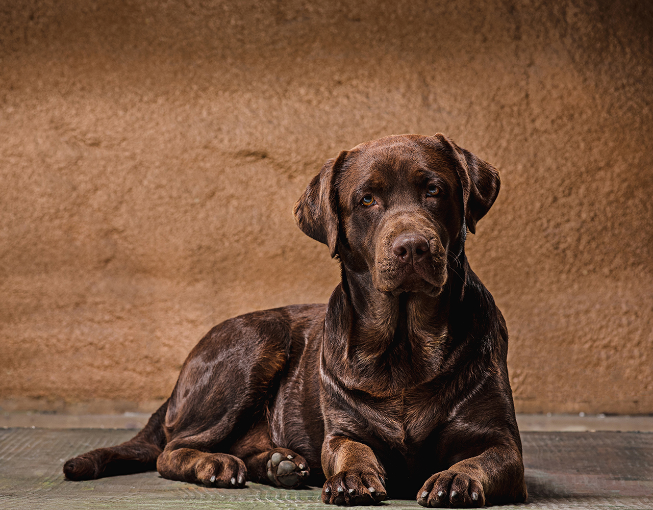 Labrador o Brązowym umaszczeniu czekoladowym lub wątrobianym Labrador Brązowy
