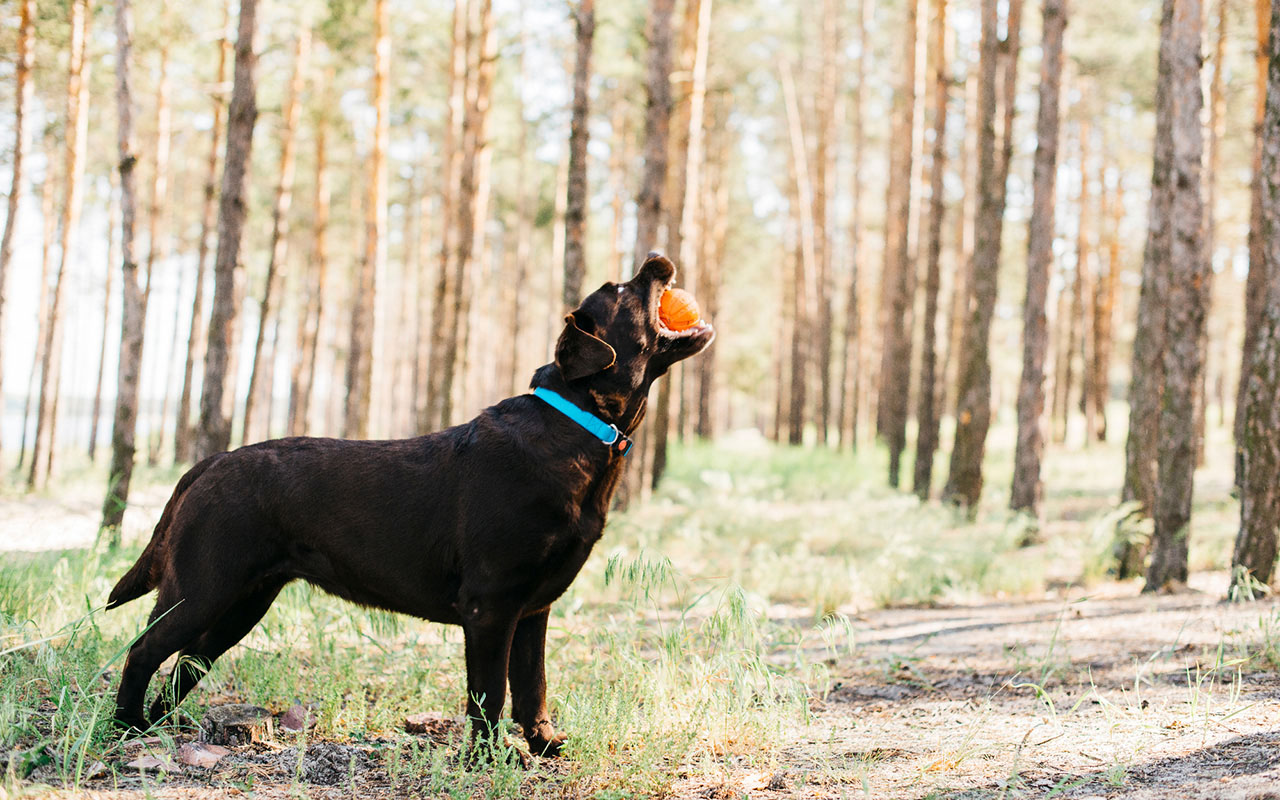 Labrador bawi się w lesie