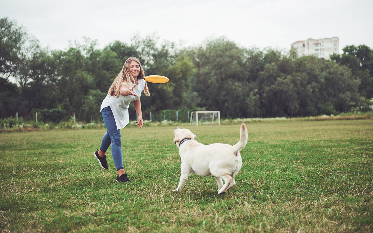 Zabawa z Labradorem - Frisbee