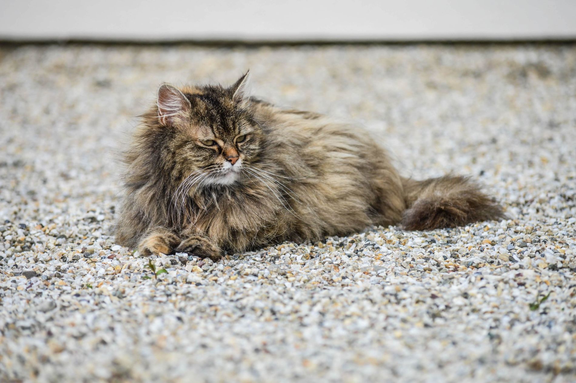 Maine Coon to jedna z największych ras kotów domowych Majestatyczny kot rasy Maine Coon