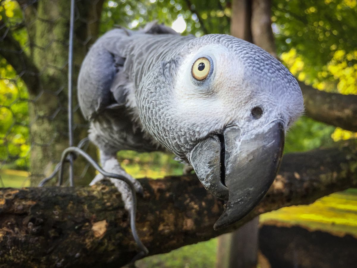 Papuga Żako kongijskie bawiąca się drewnianą zabawką interaktywną poza klatką
