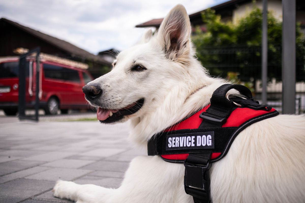Biały Owczarek Szwajcarski w czerwonych szelkach z napisem SERVICE DOG, leżący na chodniku.