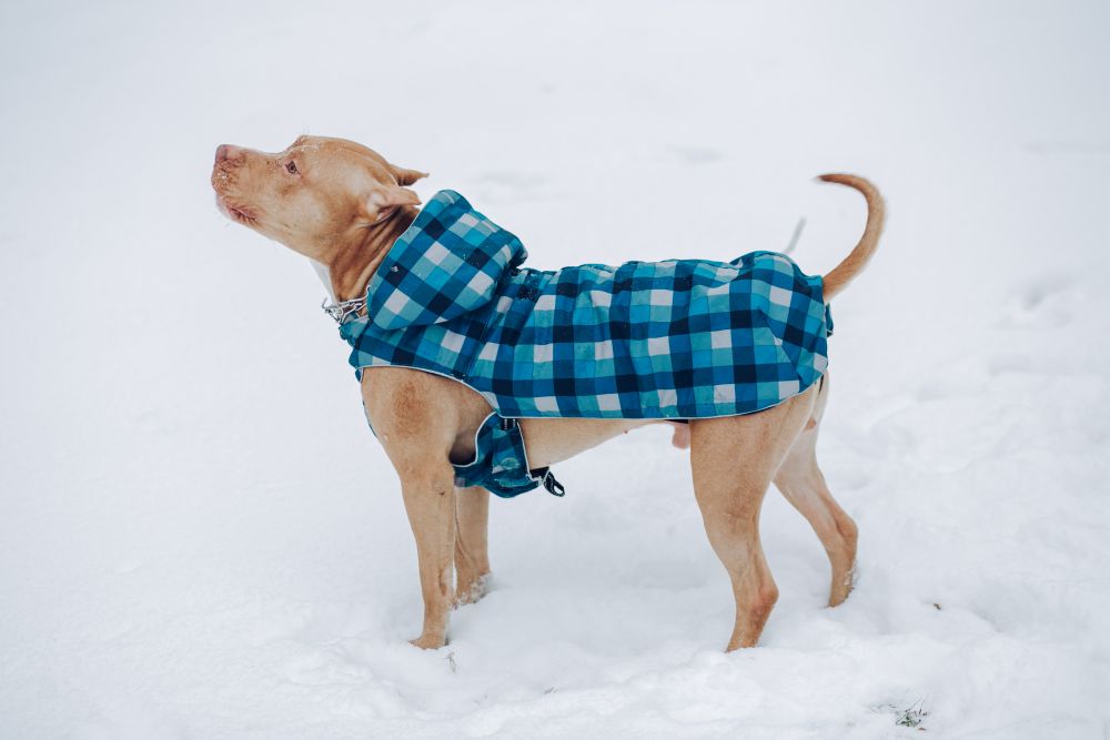 Mały pies w ocieplanej kamizelce na śniegu