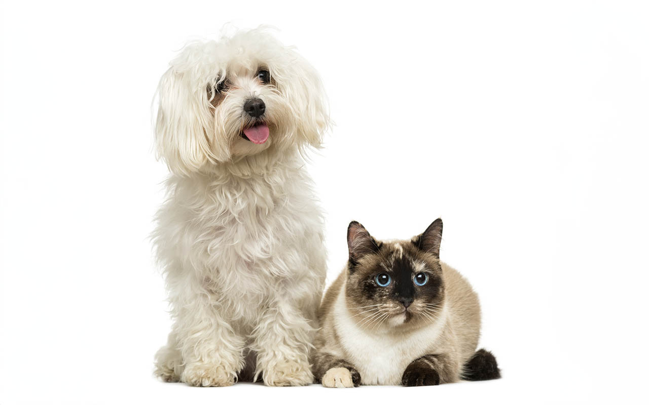 Jak przygotować psa i kota na sezon linienia?