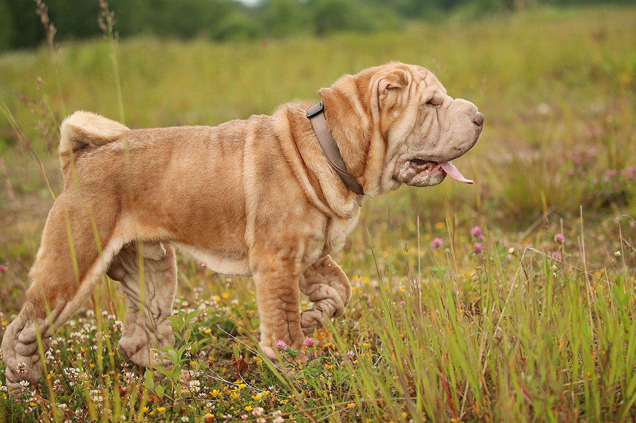 Jak dbać o Shar Pei?