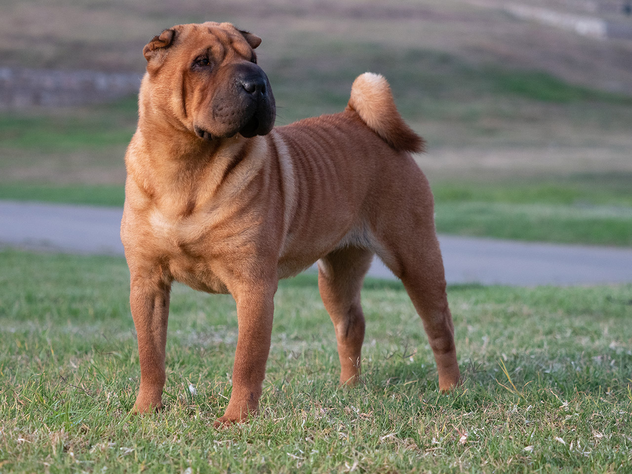 Jak żywić psa Shar Pei?