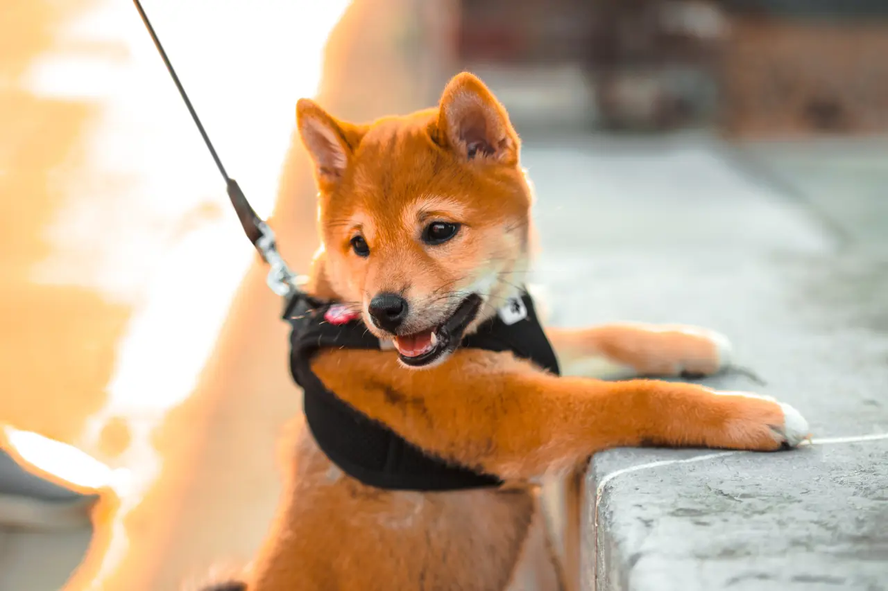 Uroczy szczeniak rasy Shiba Inu w czarnych szelkach