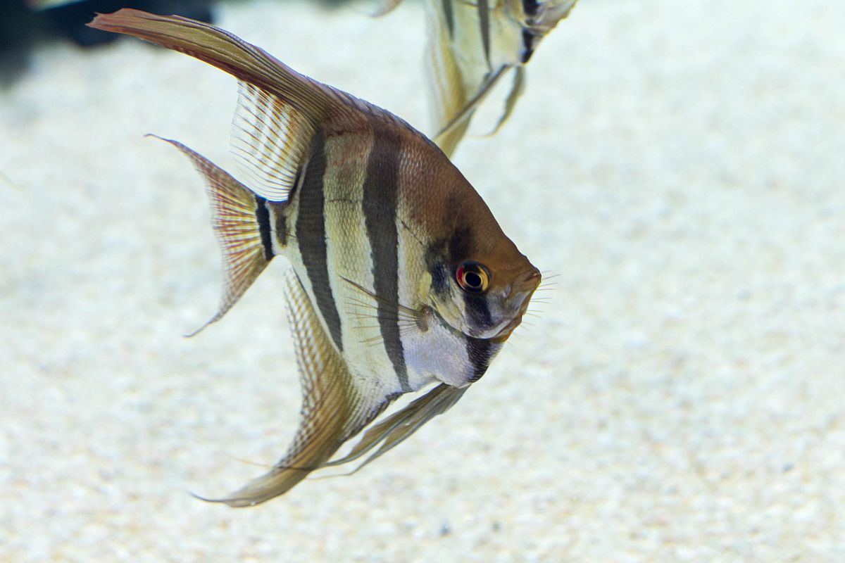 Skalar przyjmujący pokarm