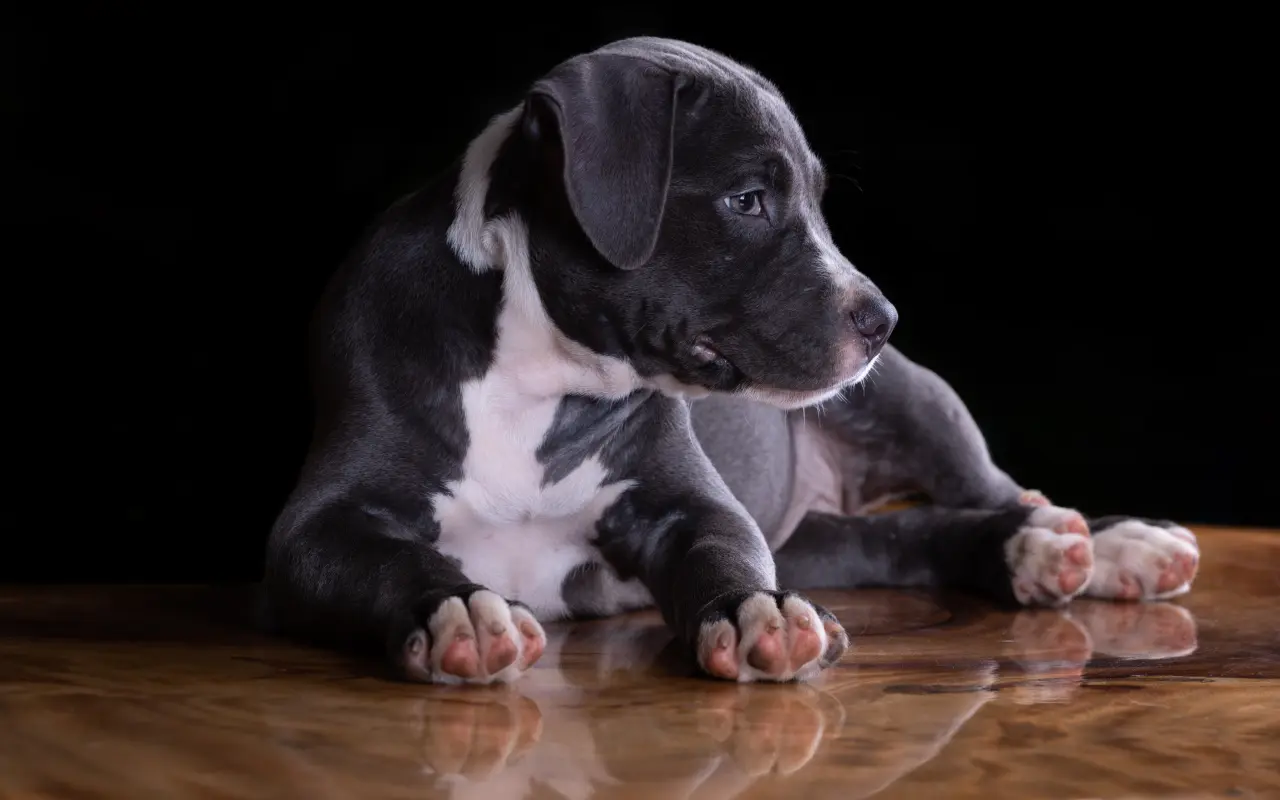 Szczeniak podczas socjalizacji
