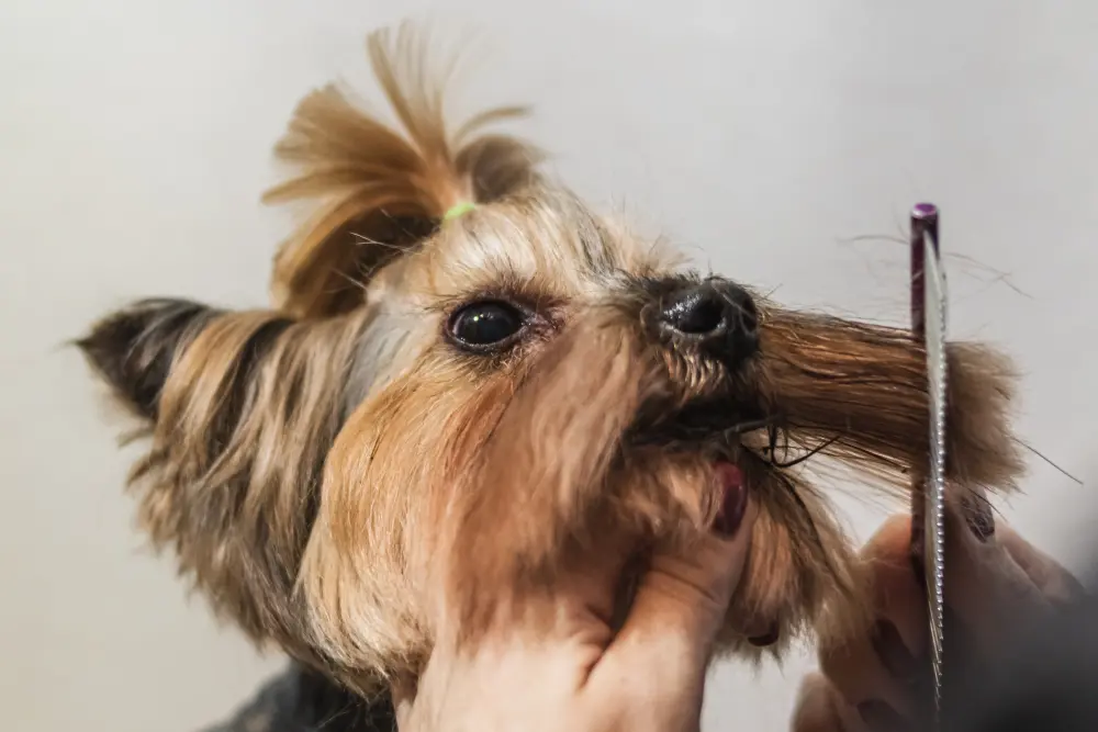 Groomer przycina sierść na pysku Yorkshire Terriera nożyczkami, omijając wibrysy