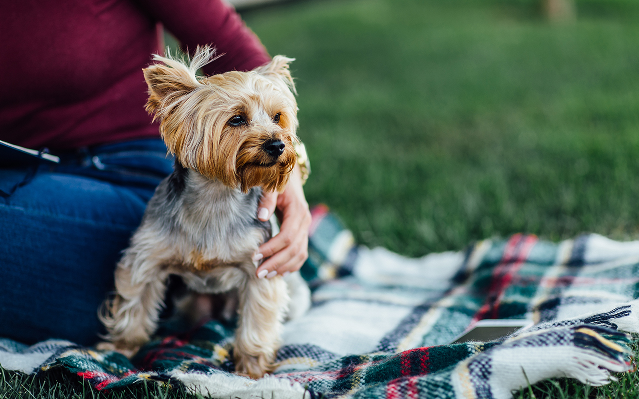 Yorkshire Terrier w parku Yorkshire Terrier w parku