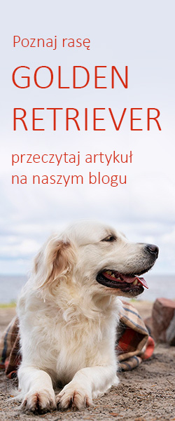 Golden Retriever - charakter, wychowanie i pielęgnacja