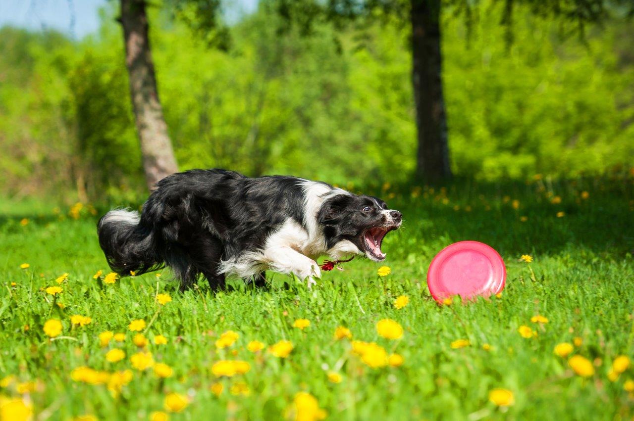 Jak trenować Border Collie? Sztuczki i trening