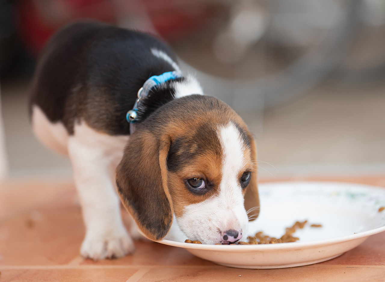 Dieta Beagle'a co powinna zawierać? Jak unikać problemów z wagą?