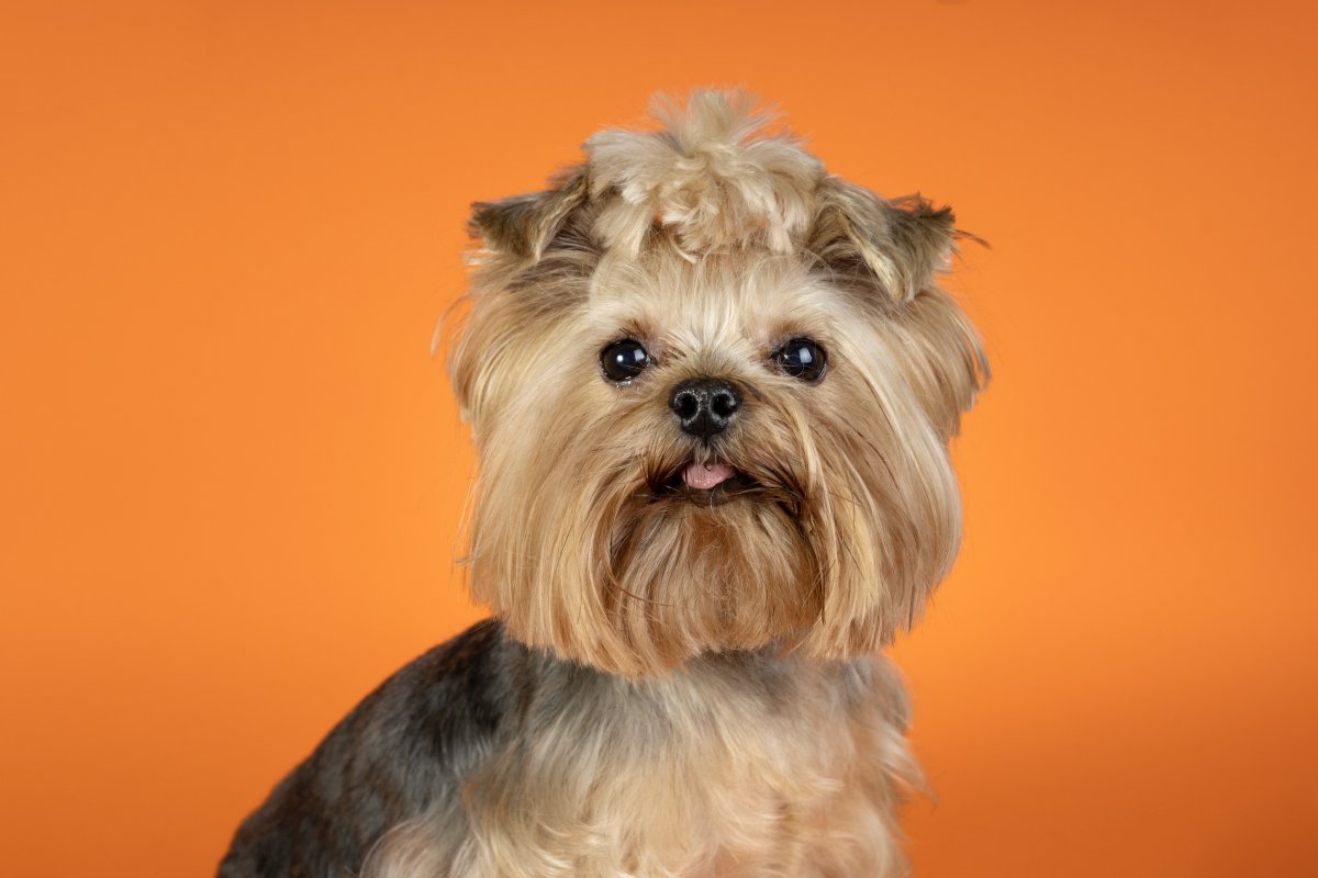 Yorkshire Terrier – mały pies z wielką osobowością