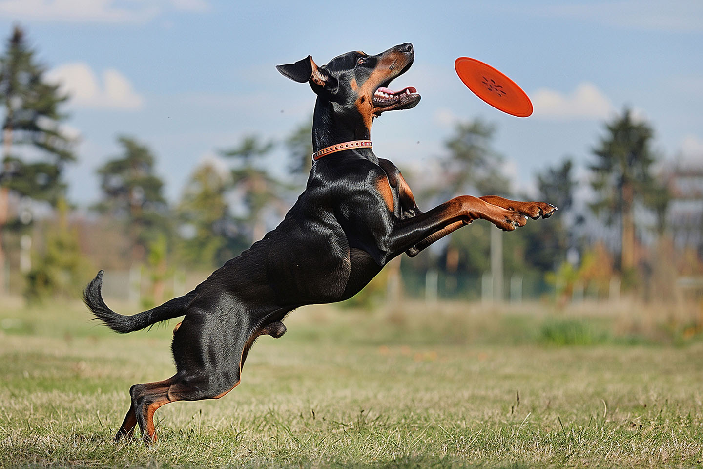 Psie sporty – od agility do dog frisbee. Jak zacząć?