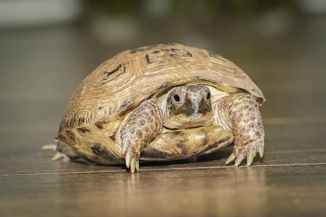 Jakie rośliny najlepiej nadają się do terrarium z żółwiem?