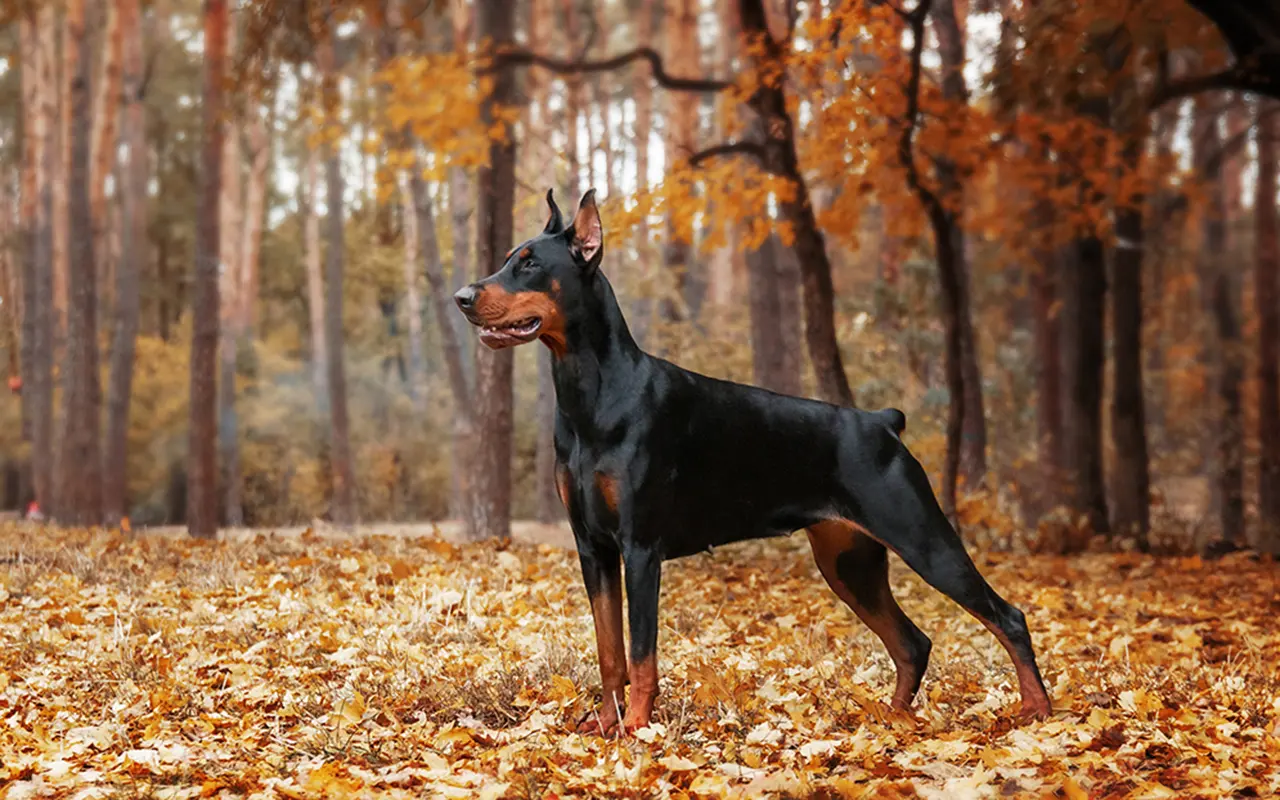 Doberman – Charakter, Wychowanie i Potrzeby. Kompleksowy Przewodnik dla Opiekuna