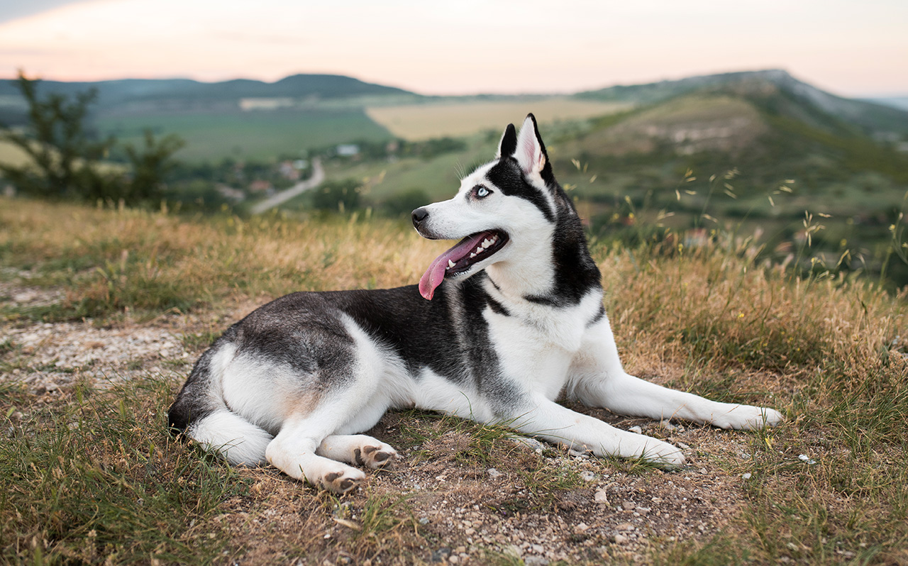 Husky – charakter, potrzeby i wskazówki dla przyszłych opiekunów