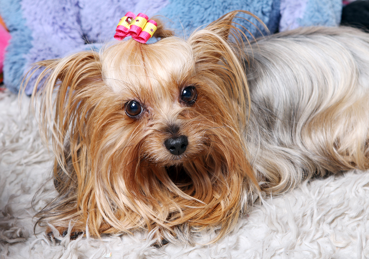 Rasa Yorkshire Terrier – historia, cechy i ciekawostki