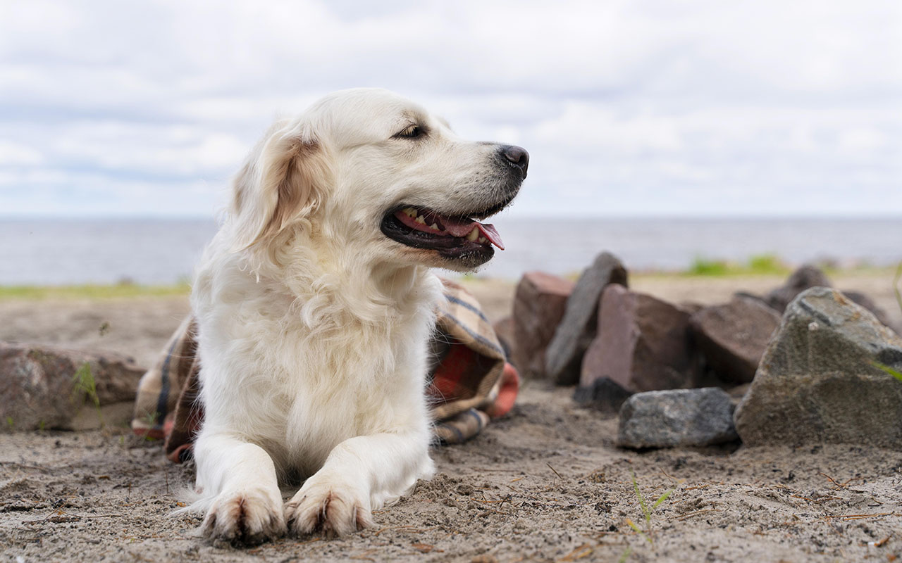 Golden Retriever – Najlepsze porady dotyczące pielęgnacji, zdrowia i wychowania