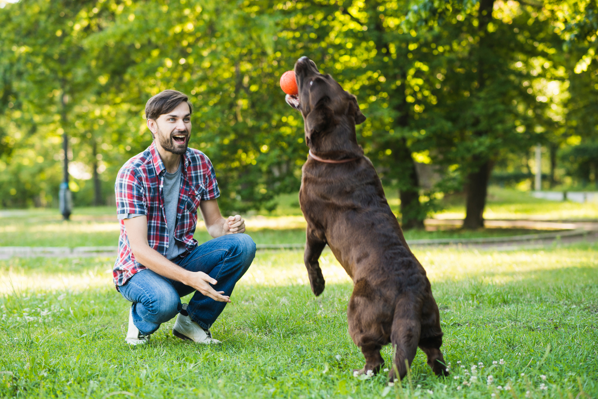  Najlepsze zabawki dla Labradorów – jak wybrać te, które naprawdę polubią?