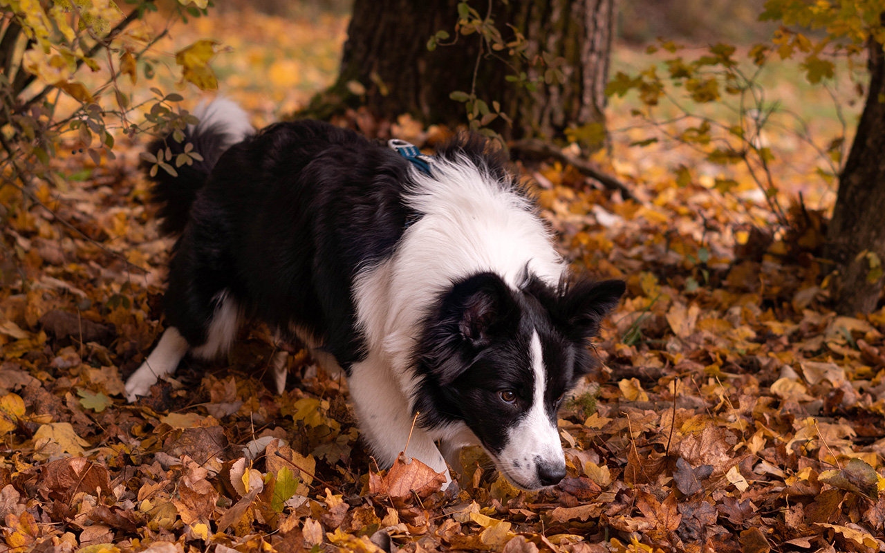 Border Collie – Najbardziej Inteligentny Pies na Świecie