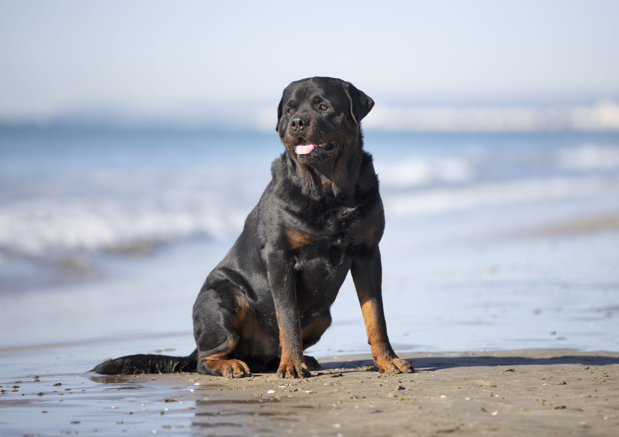 Rottweiler - Charakterystyka, Pielęgnacja i Żywienie