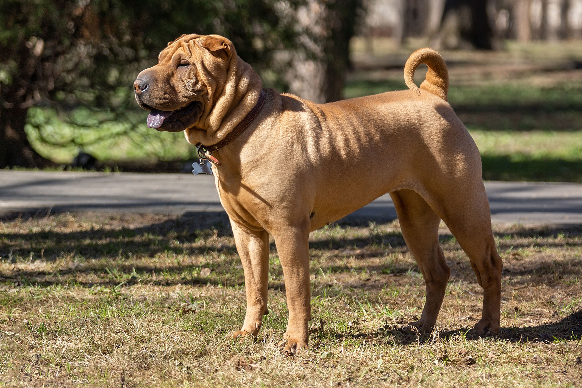 Shar Pei – Unikalna Rasa o Wyjątkowym Uroku i Charakterze