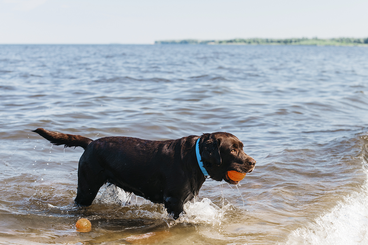 Gdzie z psem nad polskie morze? Plaże przyjazne czworonogom w 2025 roku